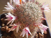 Mammillaria slevinii